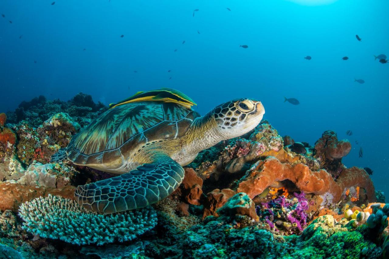 Manta Dive Gili Air Resort Eksteriør billede